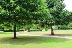 Cale Green Park Lawn